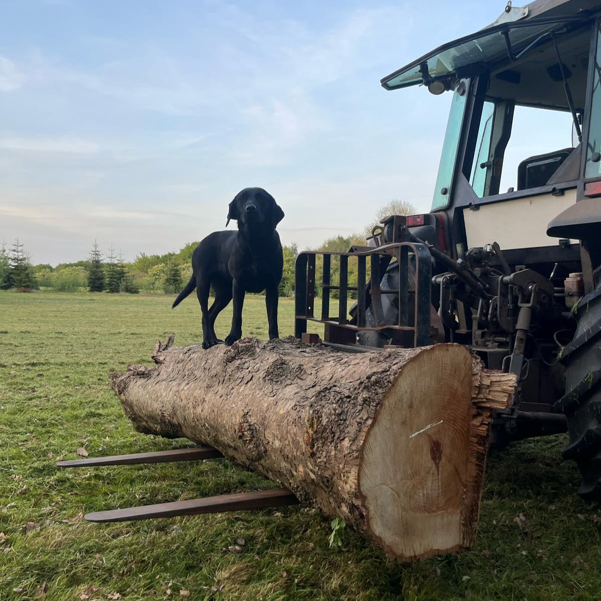 1-hour dog field booking